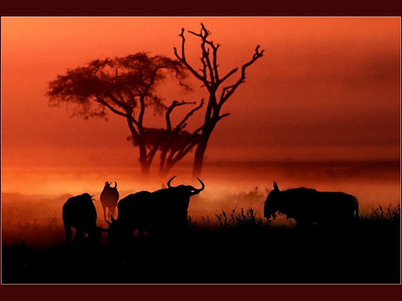 36 - african dawn - LARRY John - england.jpg